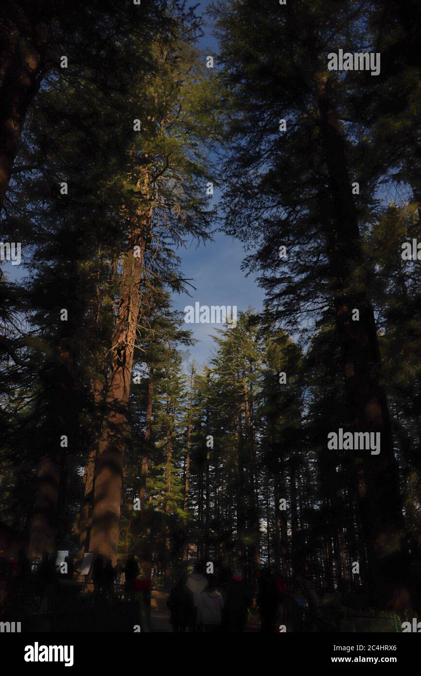Infinity Pines View From a view where you can see the sky hi-res stock photography and ...
