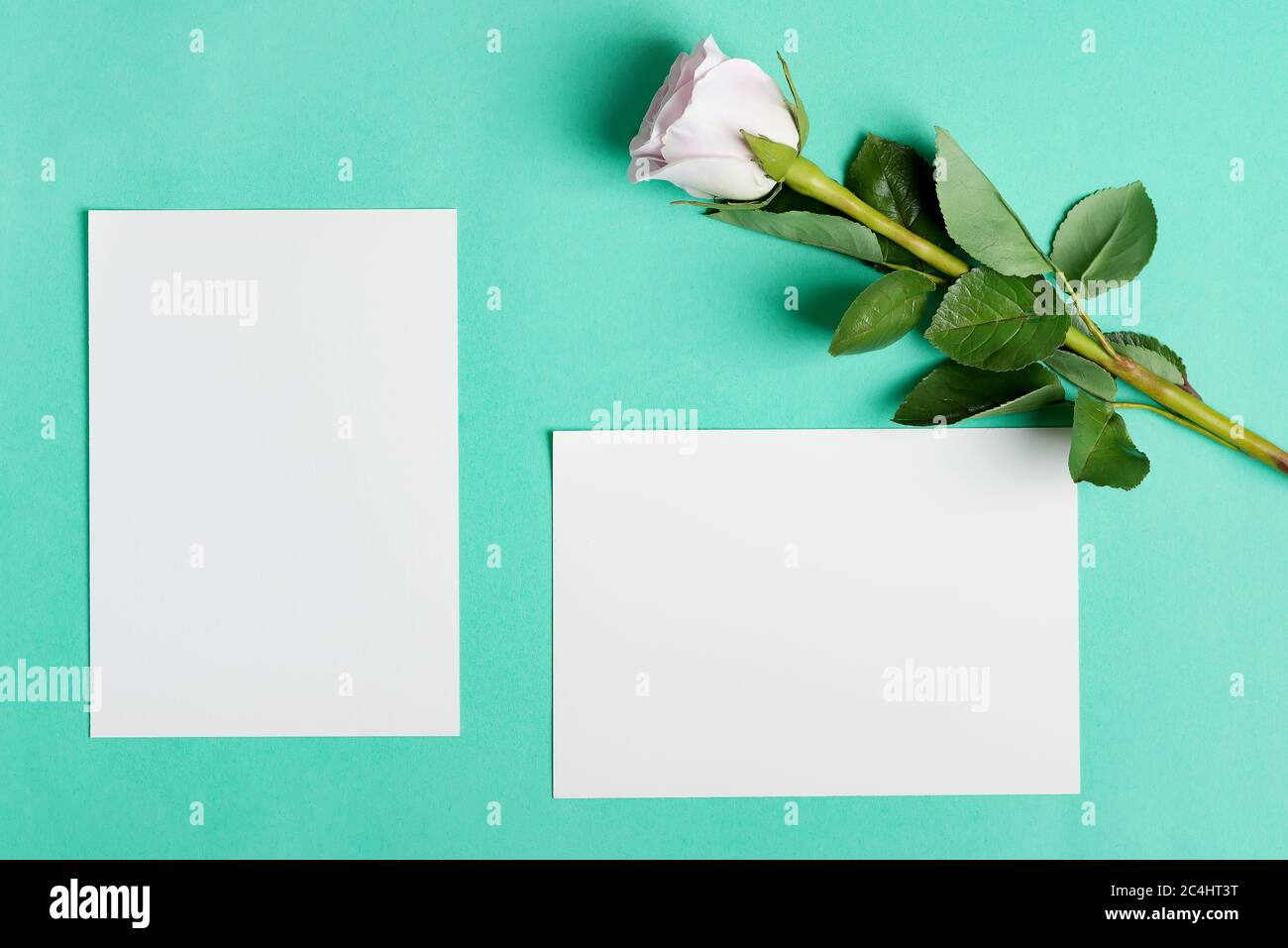 greeting card with beautiful white rose flower and mockup