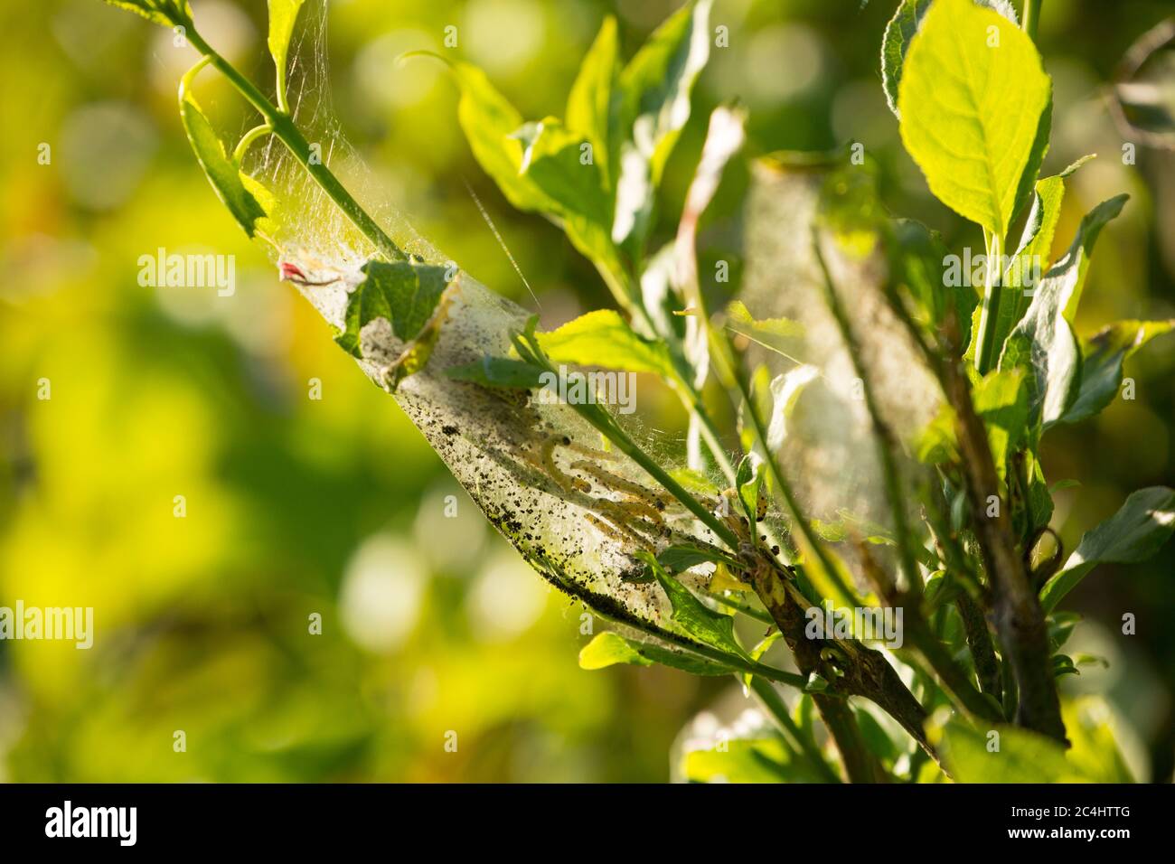 Caterpillars, or larvae, of the Spindle Ermine moth, Yponomeuta cagnagella, inside their silken web. North Dorset England UK GB Stock Photo
