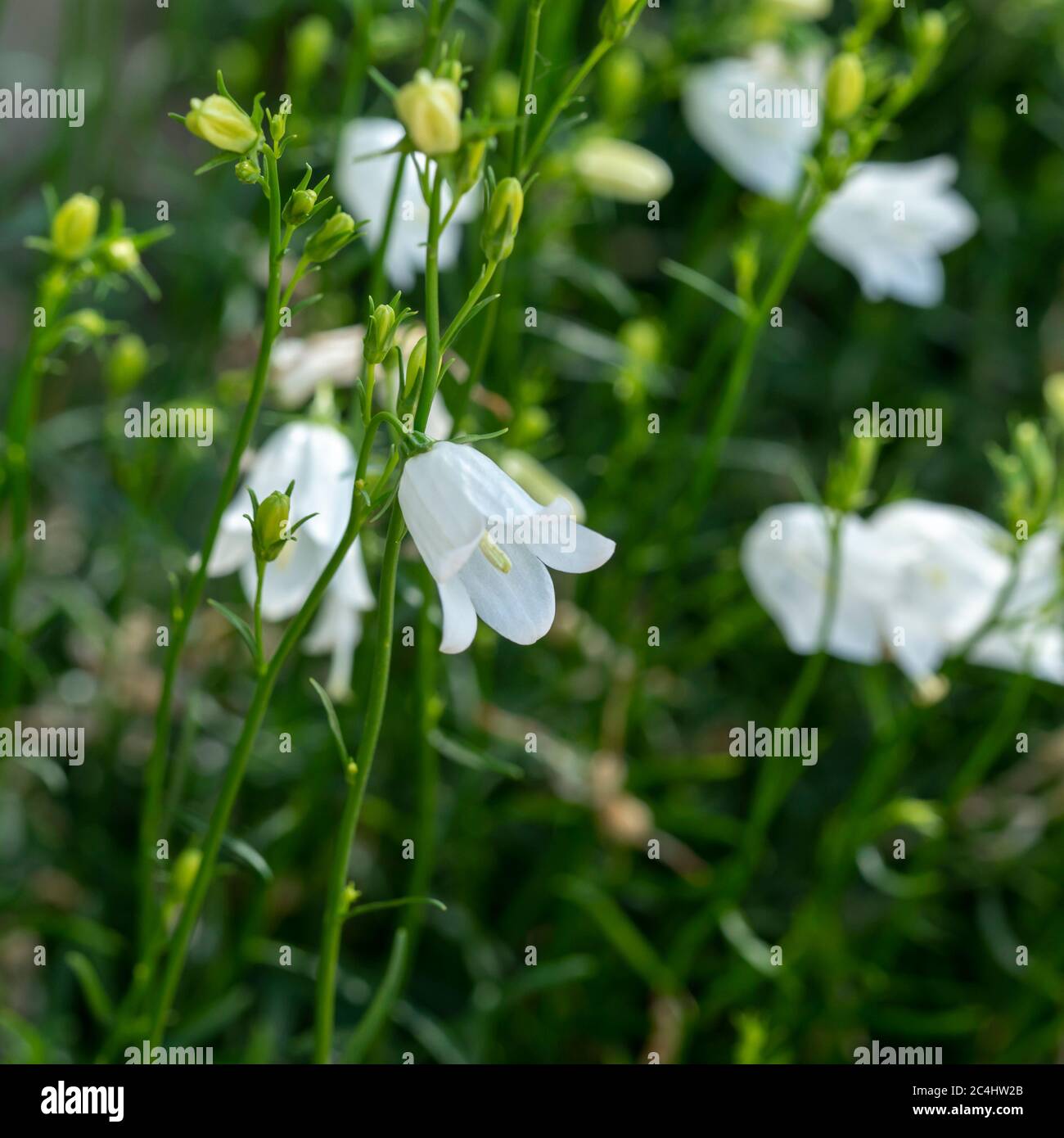 Closeup of little white Campanula flowers catching sunlight in a garden Stock Photo