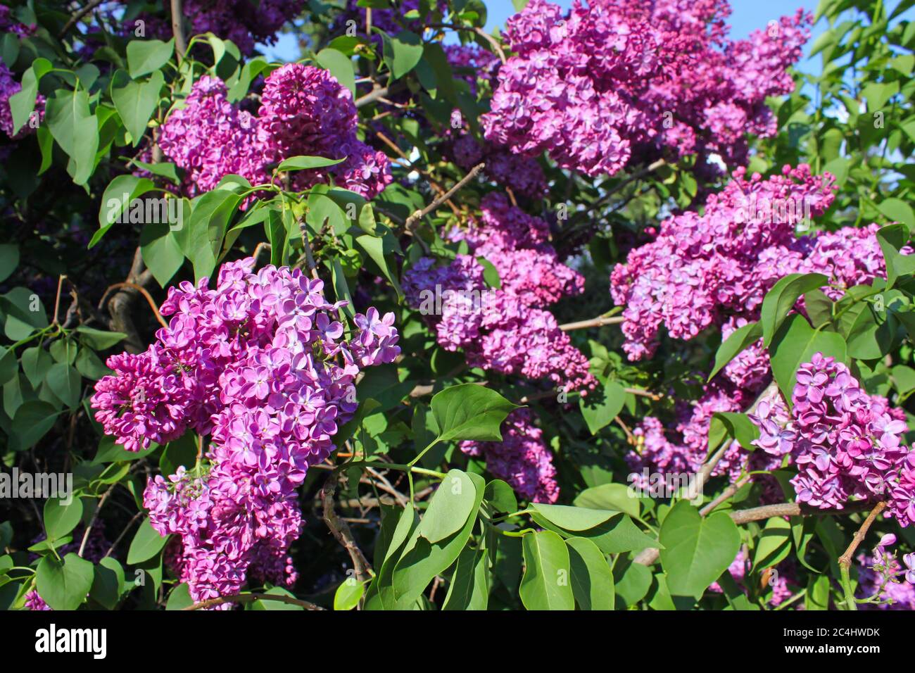 View of branches of a lilac flowers Stock Photo