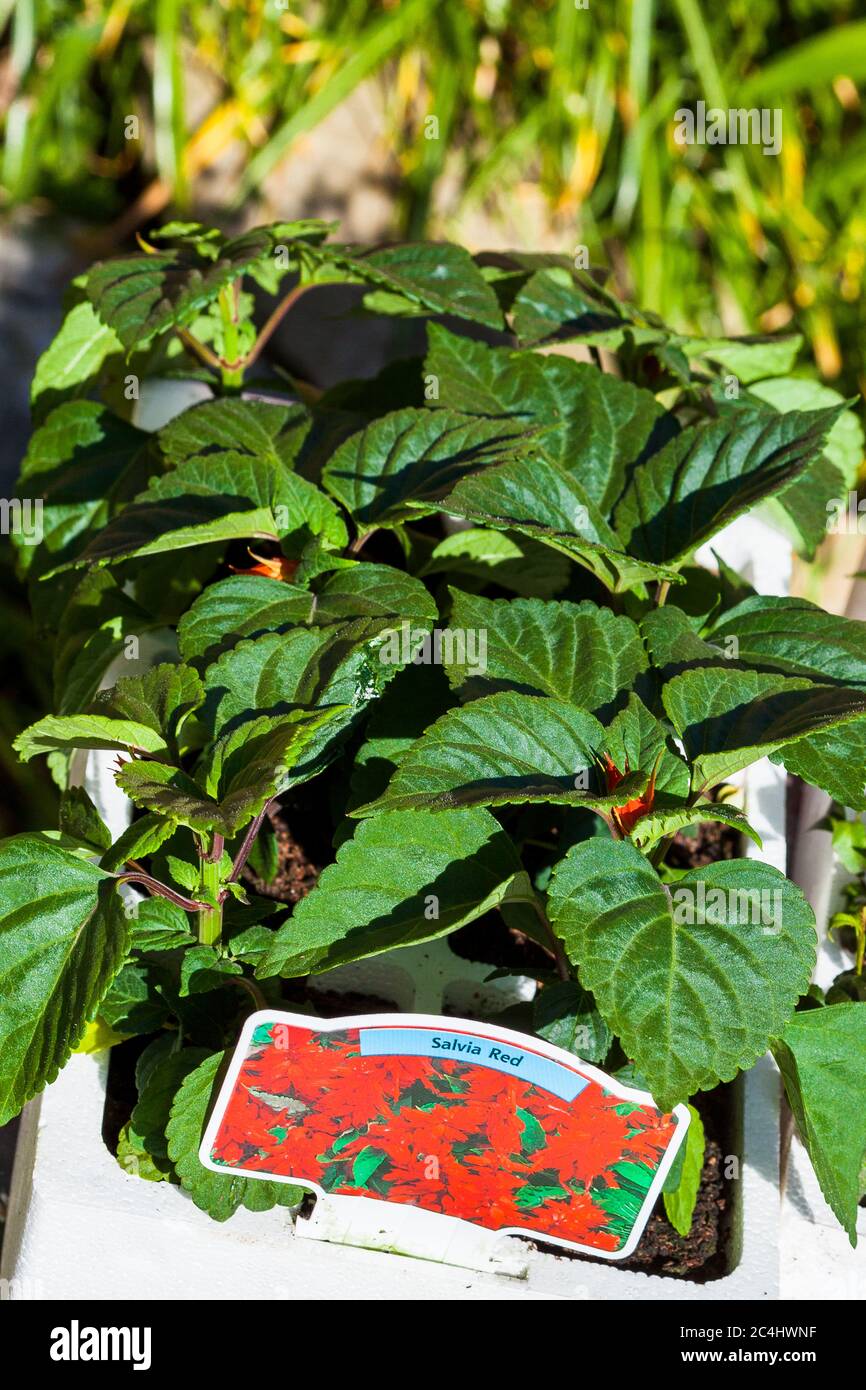 Spring gardening with plants for potting and planting Scotland Stock