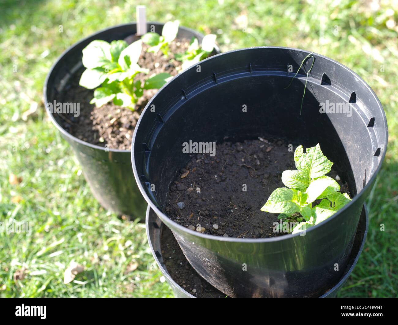 Potatoes growing pots hires stock photography and images Alamy
