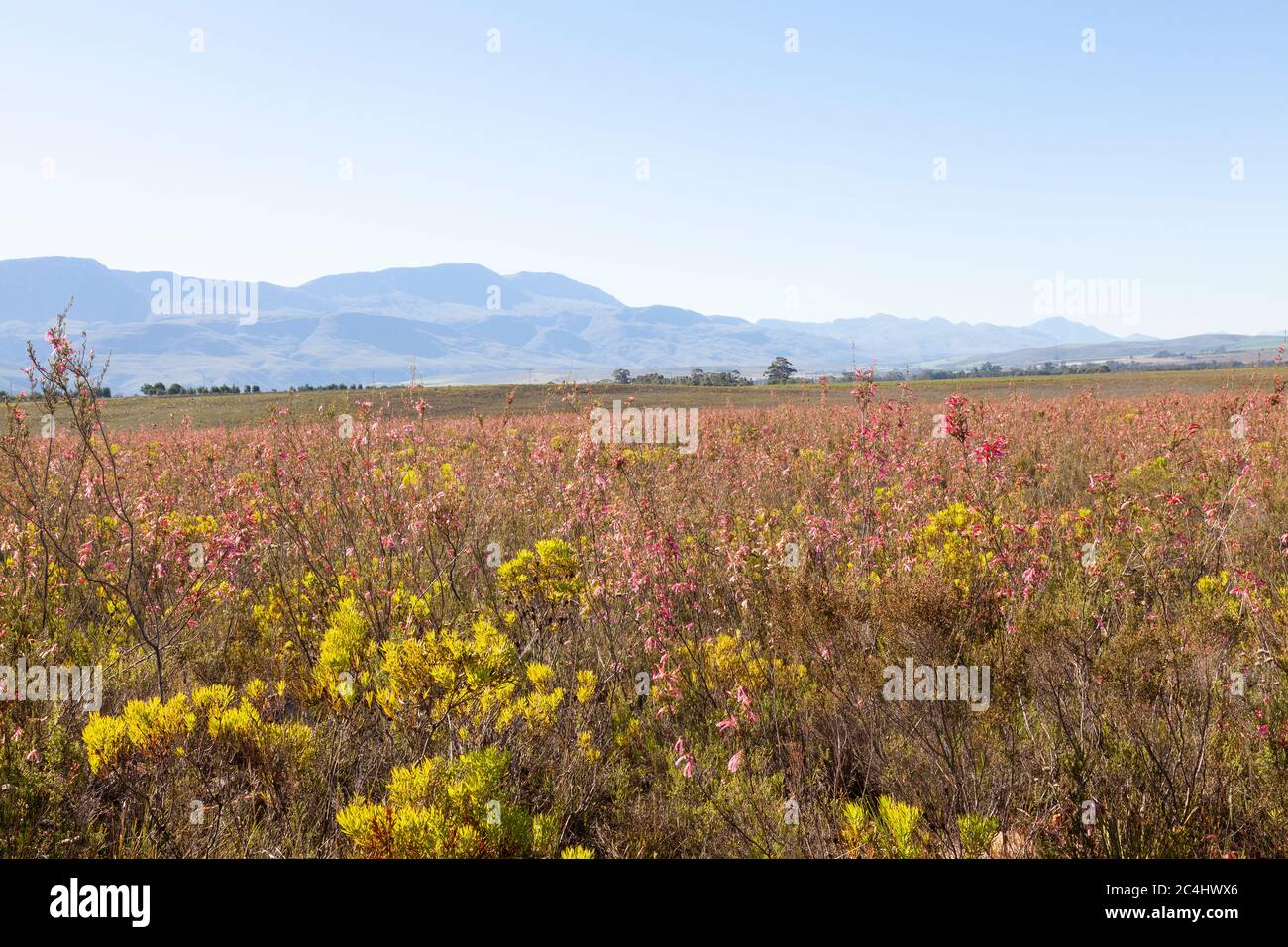 Fynbos vegetation with winter flowering Erica and Proteaceae, Bontebok
