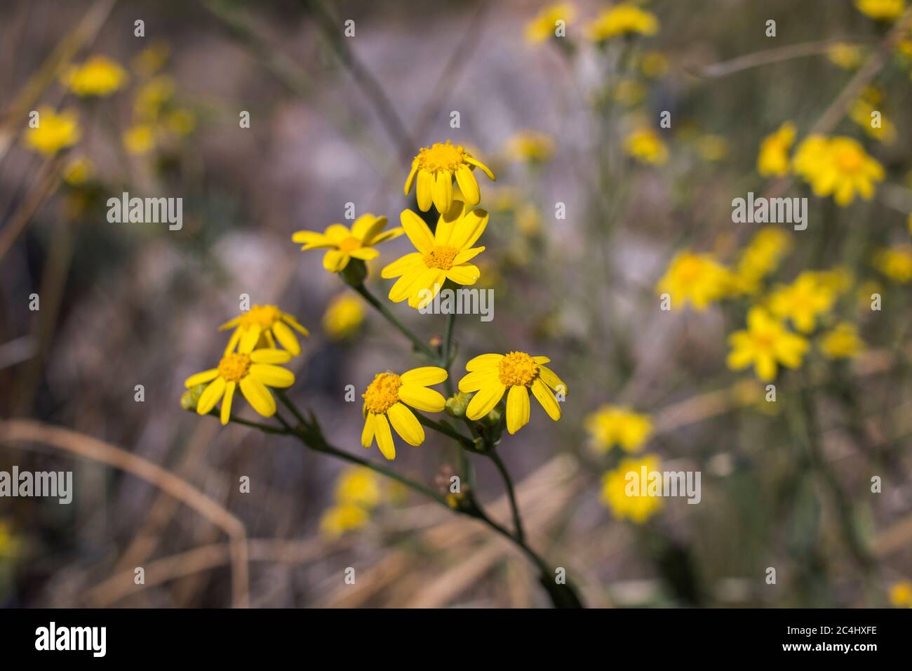 Small yellow flowers of the Packera plant of the family Asteraceae Stock Photo