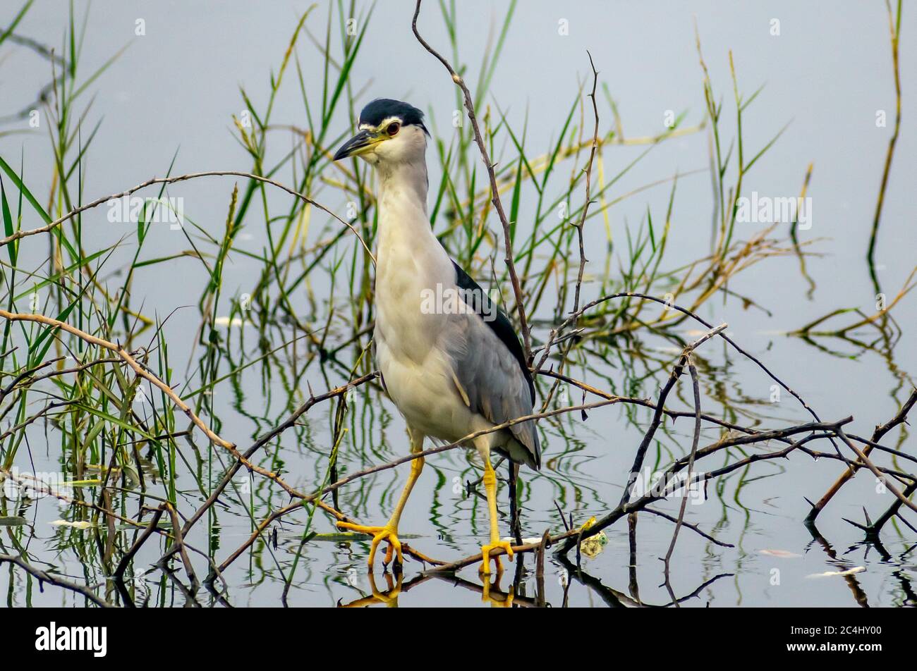 Indian stilt bird hires stock photography and images Alamy