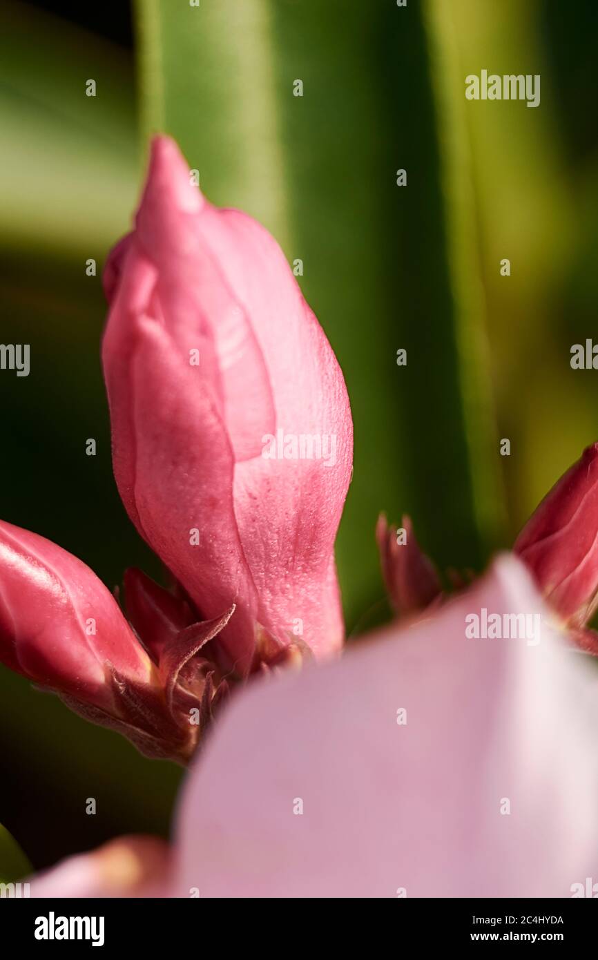 Parts of a pink flower, pistil, antenna, petals, close-up, macro ...