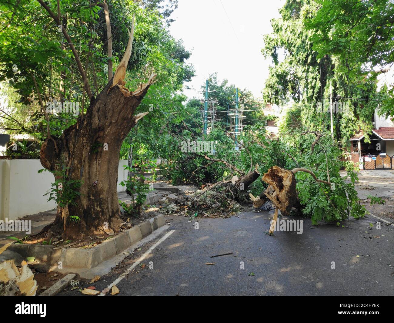 A fallen tree in a neighbourhood because of heavy monsoon weather with strong winds. Part of tree still upright. Stock Photo