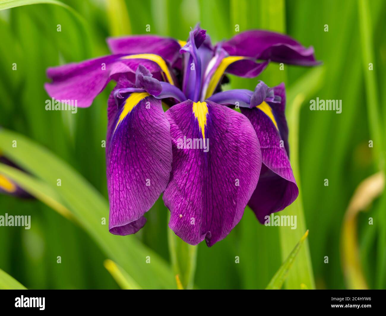 Closeup of a beautiful purple and yellow Japanese water iris, Iris ensata, flowering in a garden Stock Photo