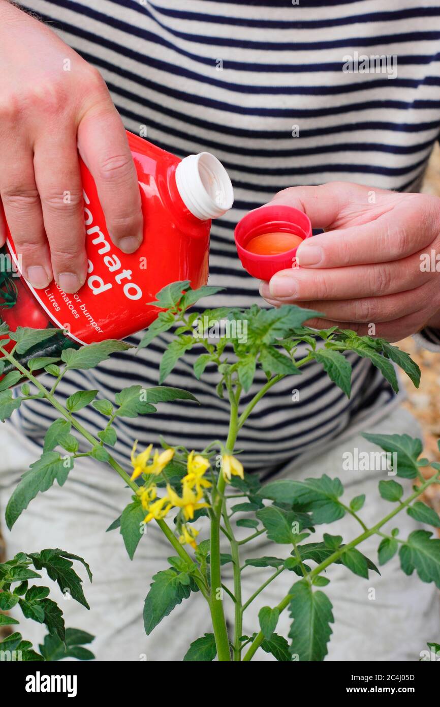 Solanum lycopersicum. Measuring out tomato feed before watering plants to promote strong
