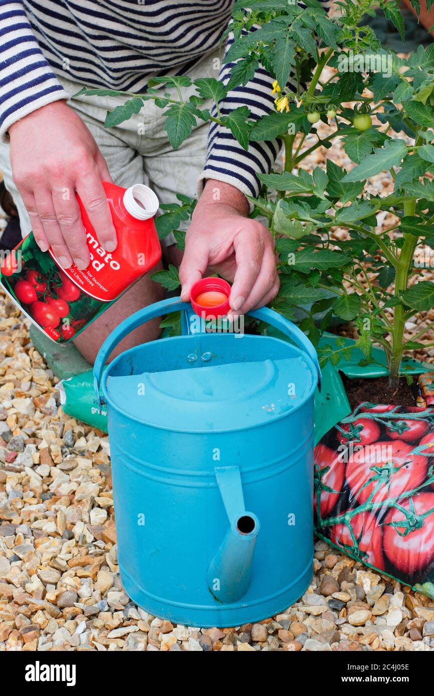 Solanum lycopersicum. Adding liquid tomato feed before watering plants to aid strong, healthy growth and fruiting. Stock Photo