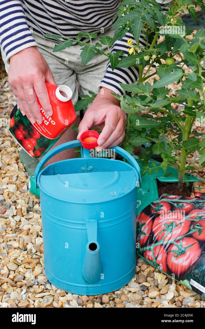 Solanum lycopersicum. Adding liquid tomato feed before watering plants to aid strong, healthy growth and fruiting. Stock Photo