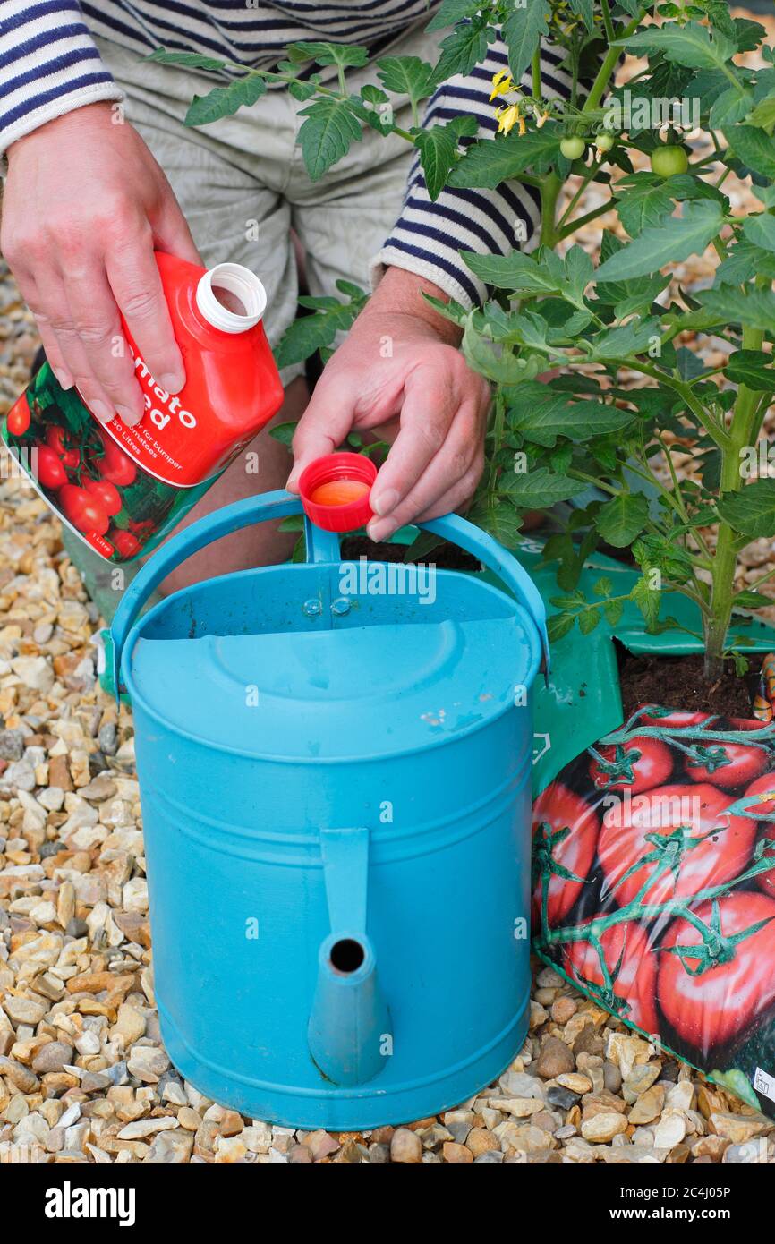 Solanum lycopersicum. Adding liquid tomato feed before watering plants to aid strong, healthy growth and fruiting. Stock Photo