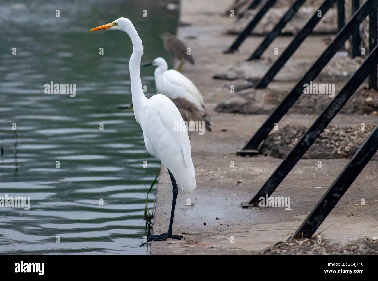 Great egret, Bharatpur Bird Sanctuary, Rajasthan Stock Photo