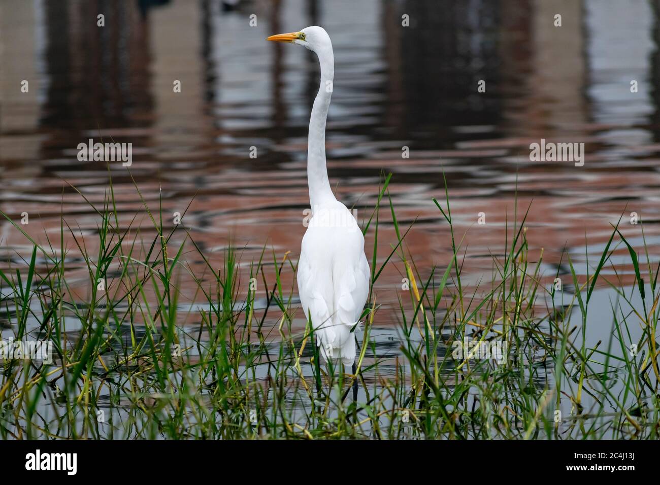 Great egret, Bharatpur Bird Sanctuary, Rajasthan Stock Photo