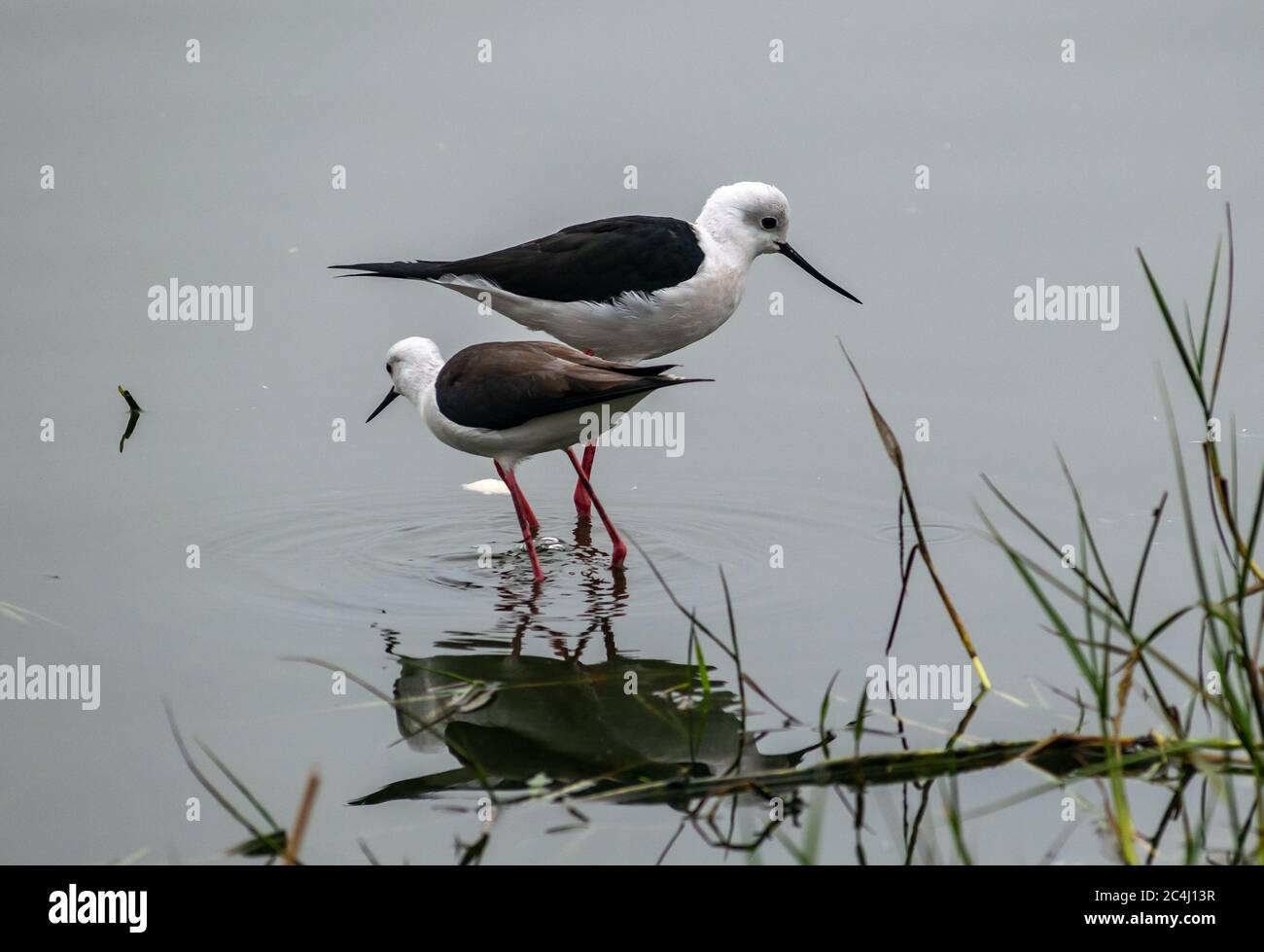 Indian stilt bird hires stock photography and images Alamy