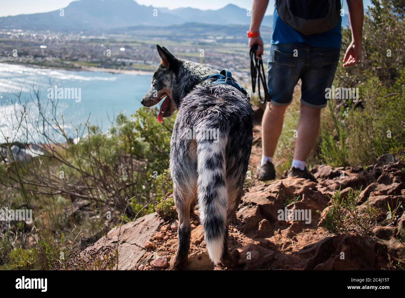 pence jeg er enig Unødvendig Australian Cattle Dog (Blue Heeler) hiking with his owner looking out from  a hill top Stock Photo - Alamy