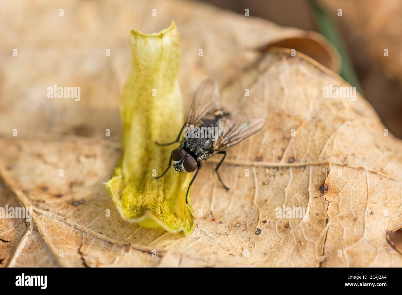 Macro closeup shot of a housefly sitting on a leaf Stock Photo