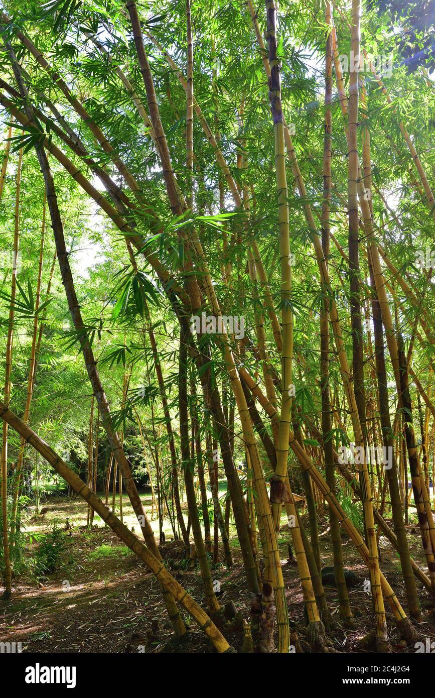 Thickets of bamboo. Tropical jungle on Mauritius island, Africa Stock Photo  - Alamy