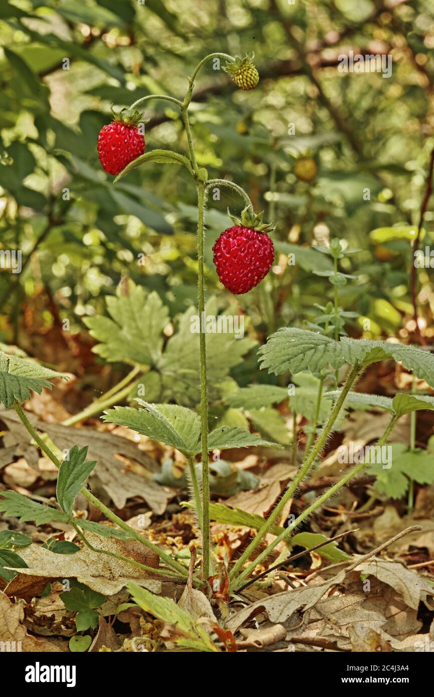 plant and ripe fruits of wild strawberry, Fragaria vesca Stock Photo