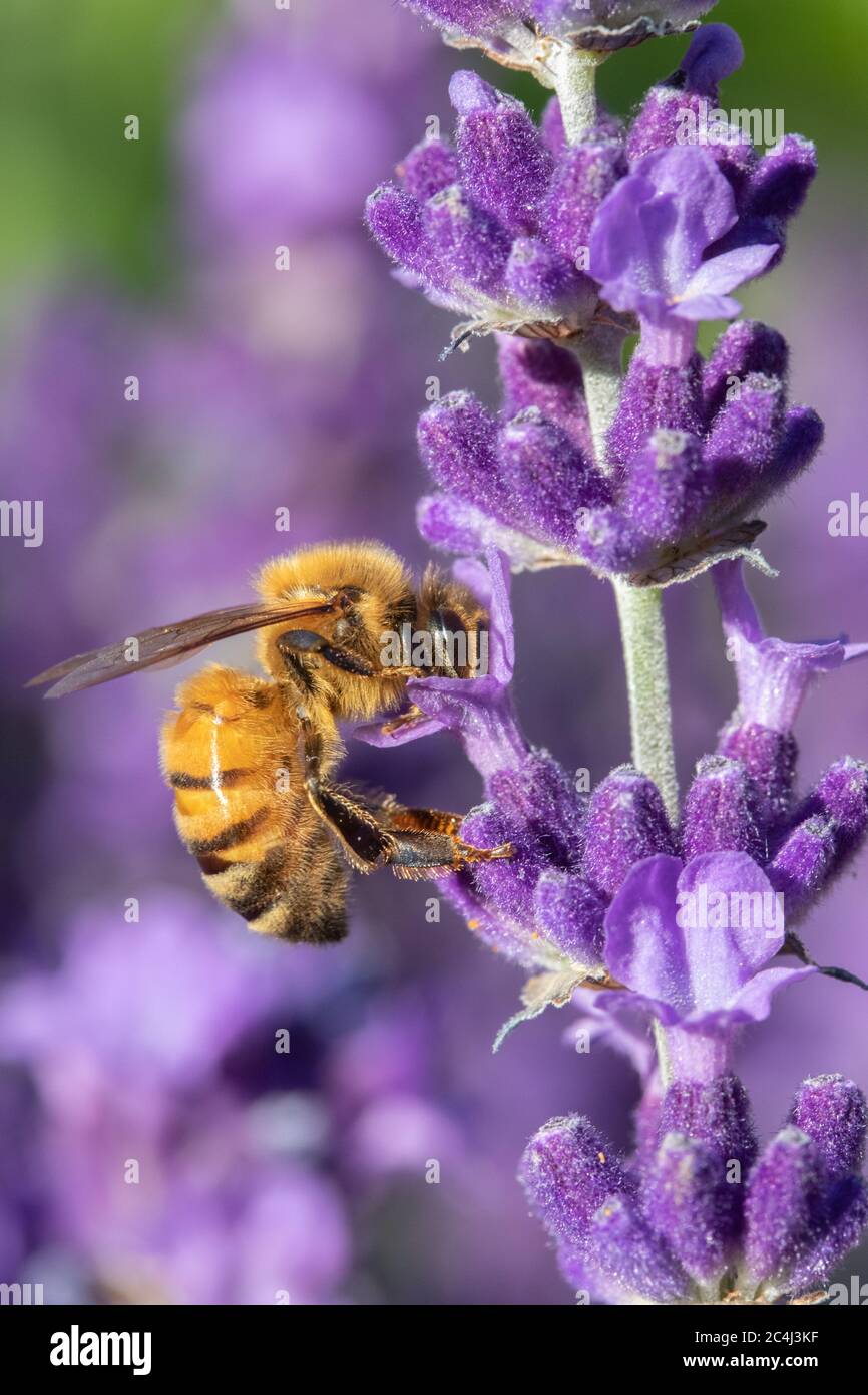 Honey bee on Lavandula 'Hidcote' (English Lavender 'Hidcote') Stock Photo