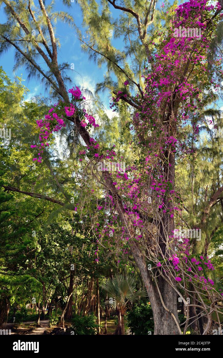 Tropical forest, bougainvillea flowers on casuarina tree. Mauritius island, Africa Stock Photo