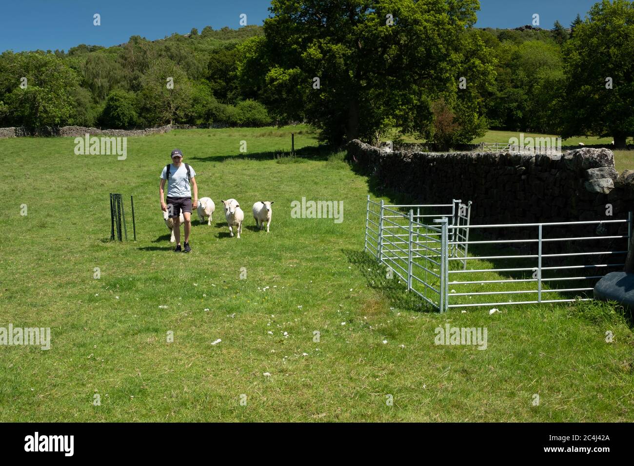 Sheep following a man in a field, Hope Valley, Peak District, UK Stock Photo