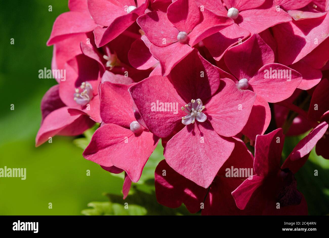 Flower of Hydrangea Stock Photo - Alamy