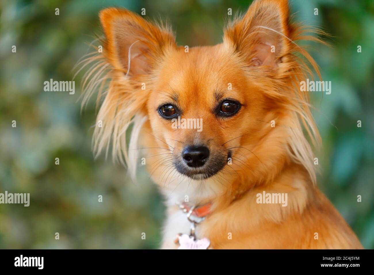 Long haired terrier hi res stock photography and images Alamy