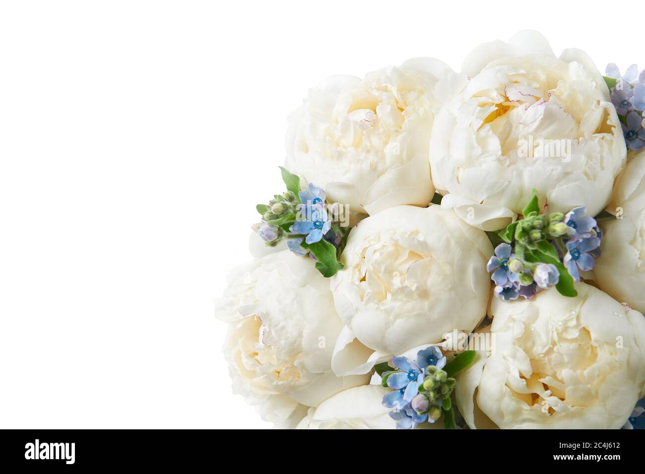 Background with beautiful white and blue flowers peonies. Stock Photo