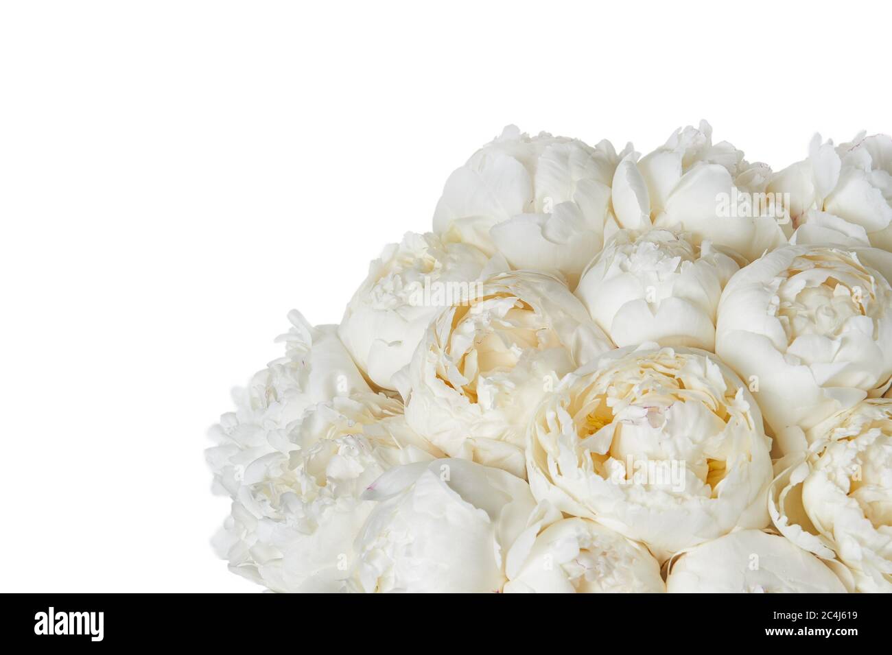 Background with beautiful flowers peonies. Stock Photo