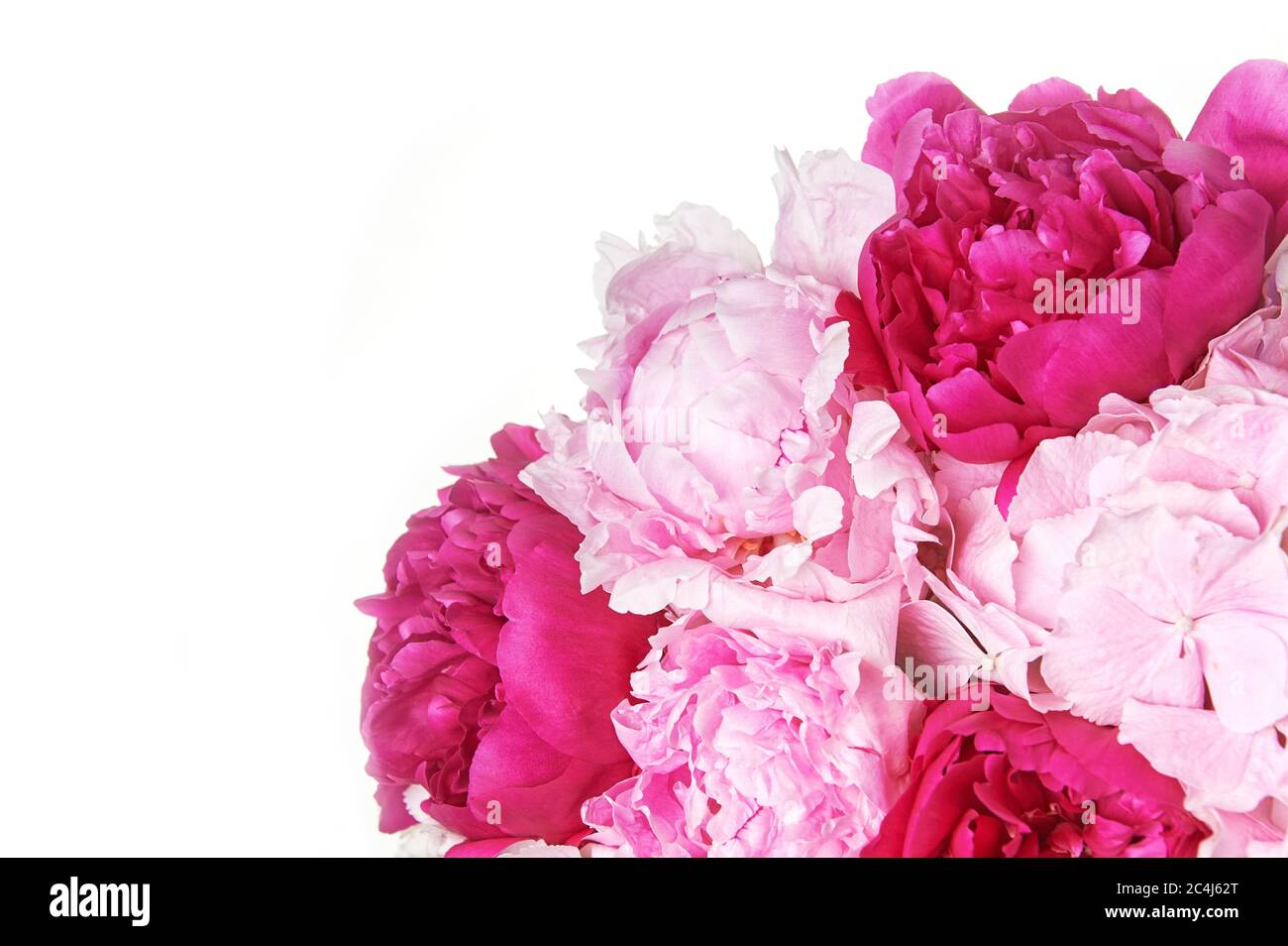 Background with beautiful pink flowers peonies. Stock Photo