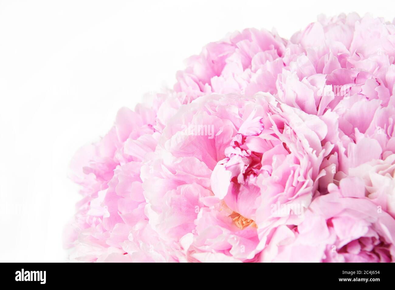 Background with beautiful pink flowers peonies. Stock Photo