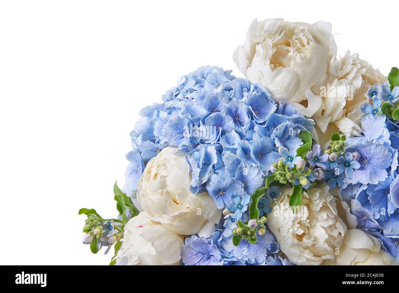 Background with beautiful white and blue flowers peonies. Stock Photo