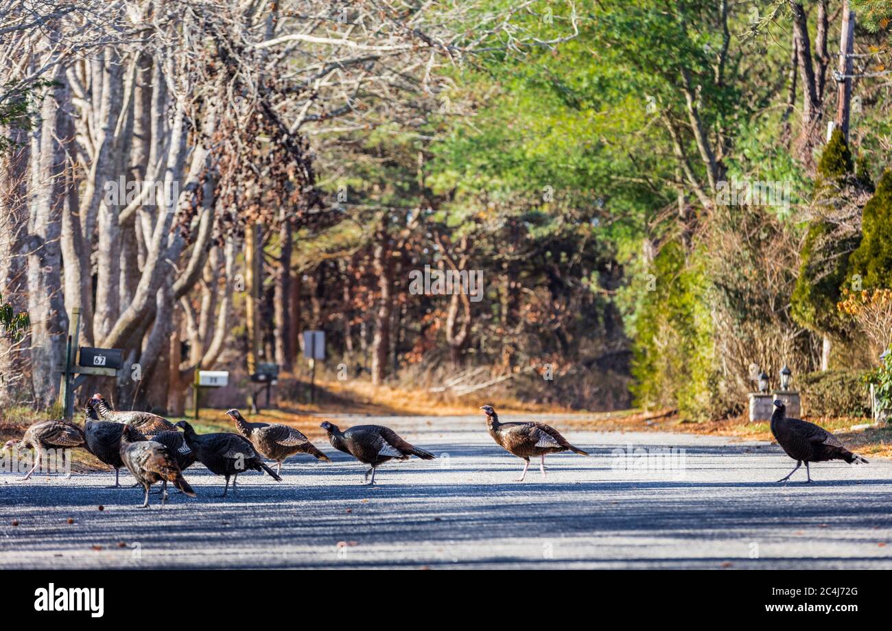 Wild turkeys crossing residential road in a small town in the Hamptons, NY Stock Photo