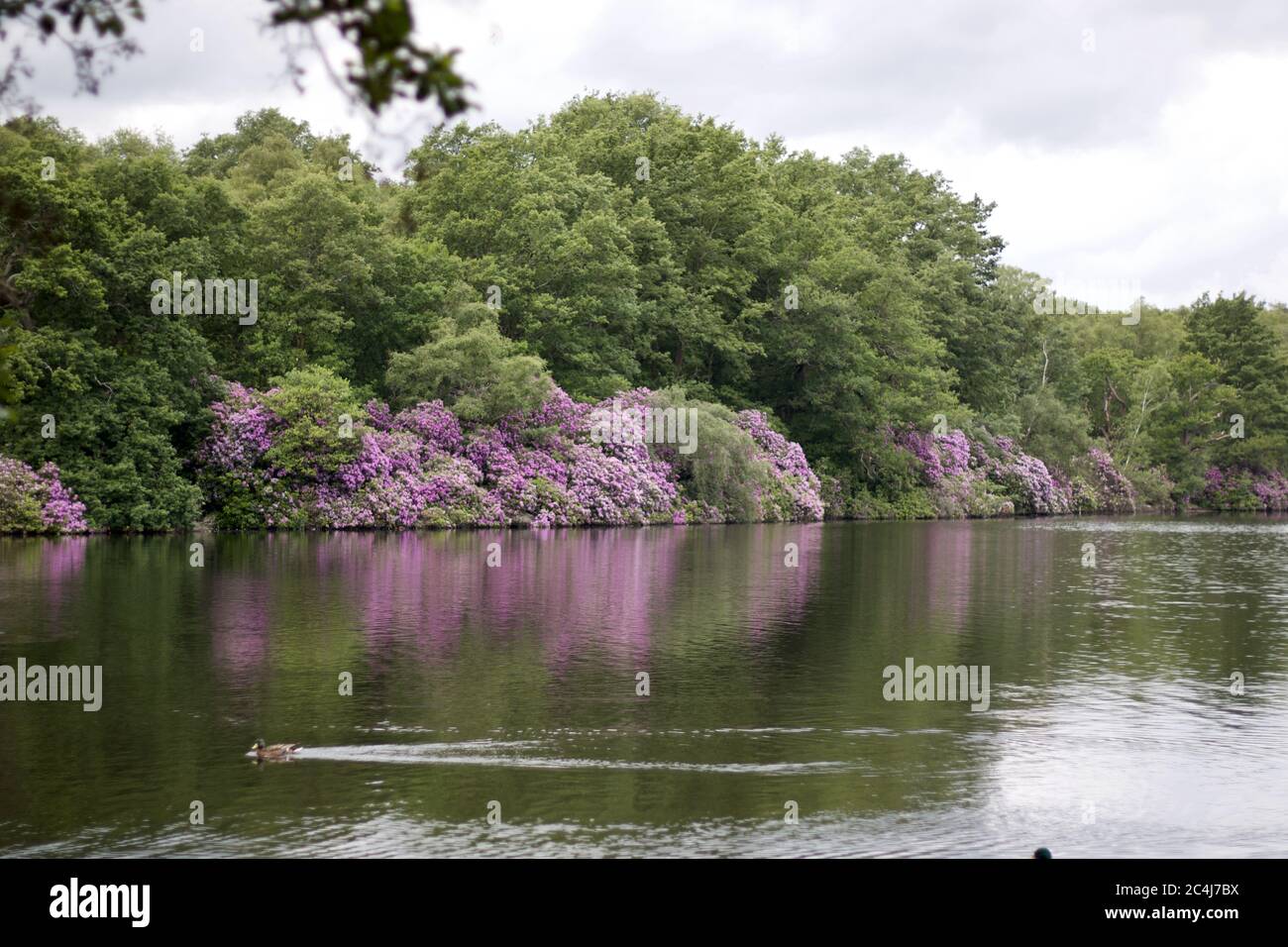 Tranquil scene of pink purple spring flowers reflected in lake Stock Photo
