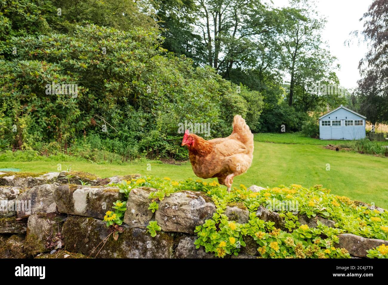 Large, adult Hen Chicken seen walking along a rock wall in a large, private garden. A distant blue wooden house is used to house the flock of hens. Stock Photo