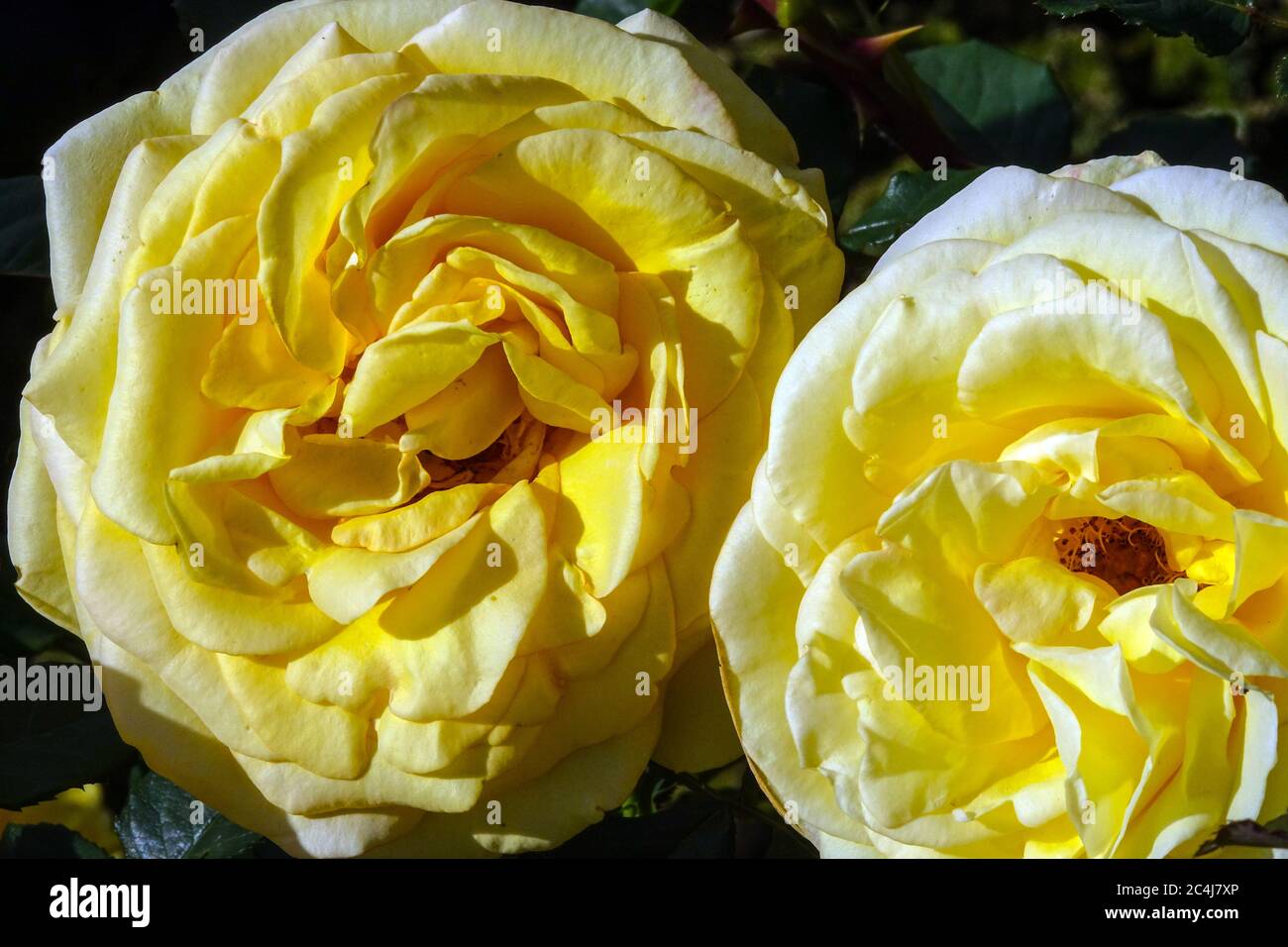 Yellow Rose Rosa Ecrins Large blooms Stock Photo