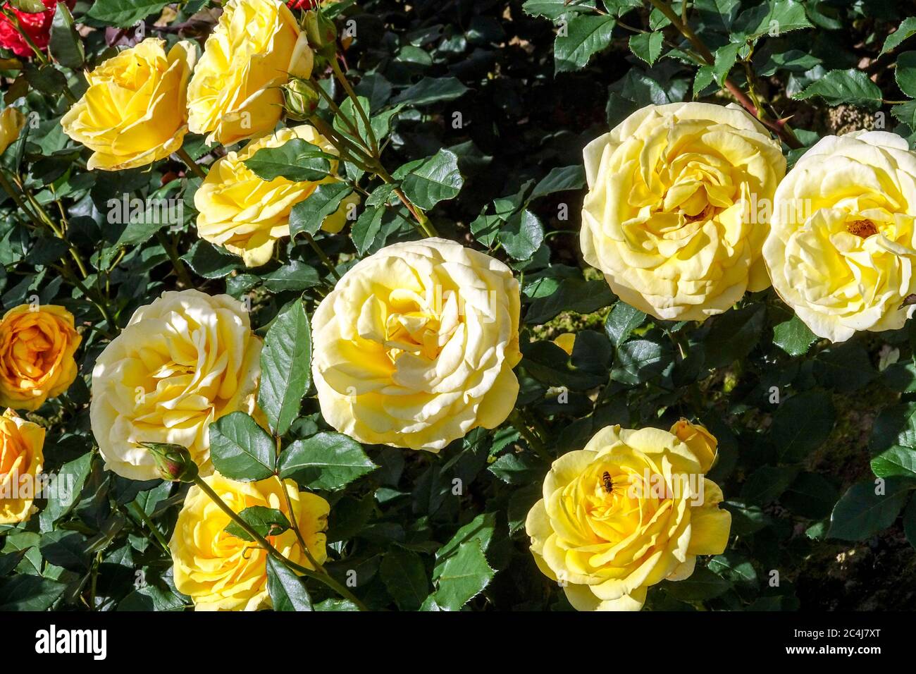 Yellow Rose Rosa Ecrins Large blooms rose blooms Stock Photo