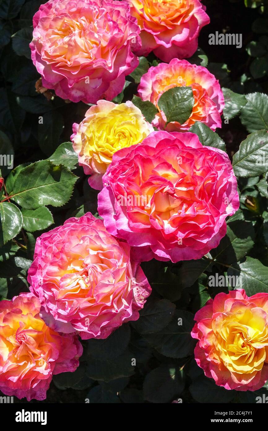 Pink orange Rose Rosa 'Gorgeous' Large blooms Gorgeous flowers Stock Photo