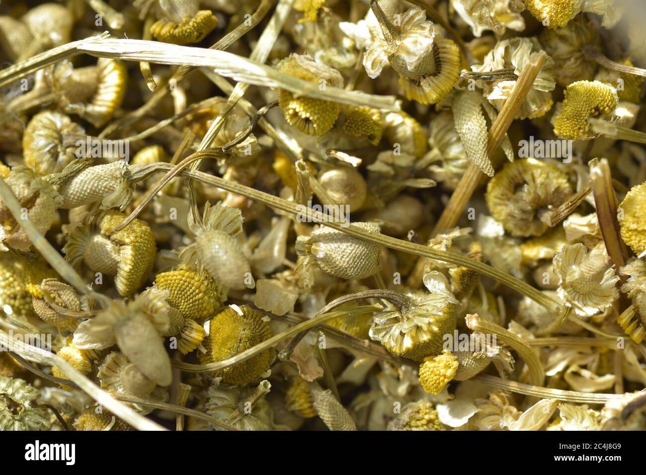 medicinal plant chamomile in the foreground Stock Photo