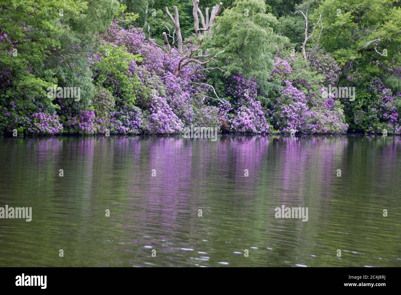 Lakeside scene in spring showing pink rhododendrons reflected in water Stock Photo