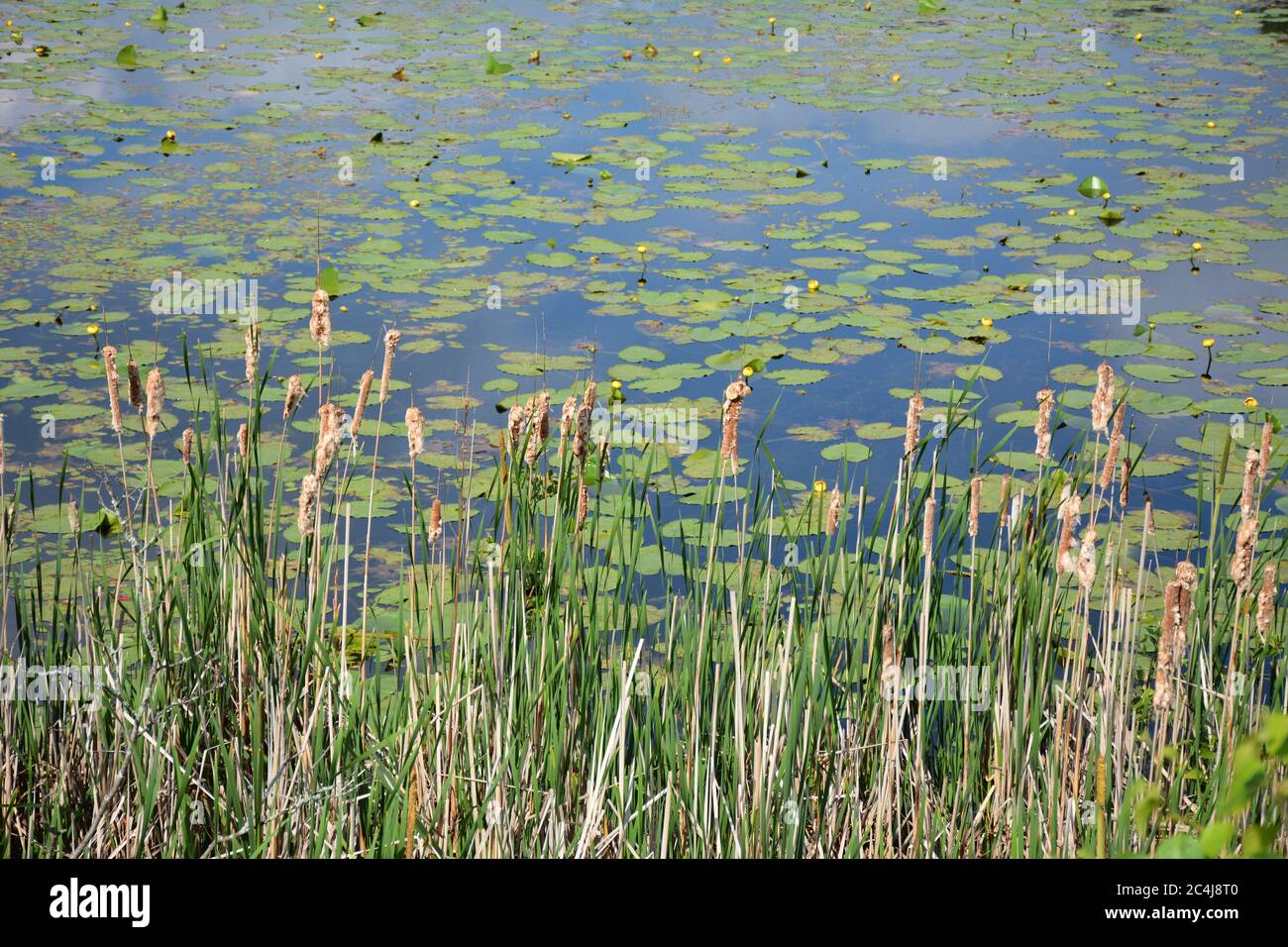 Hemingbrough Pond Lily pond with yellow water lilies in Northern Ontario Stock Photo - Alamy
