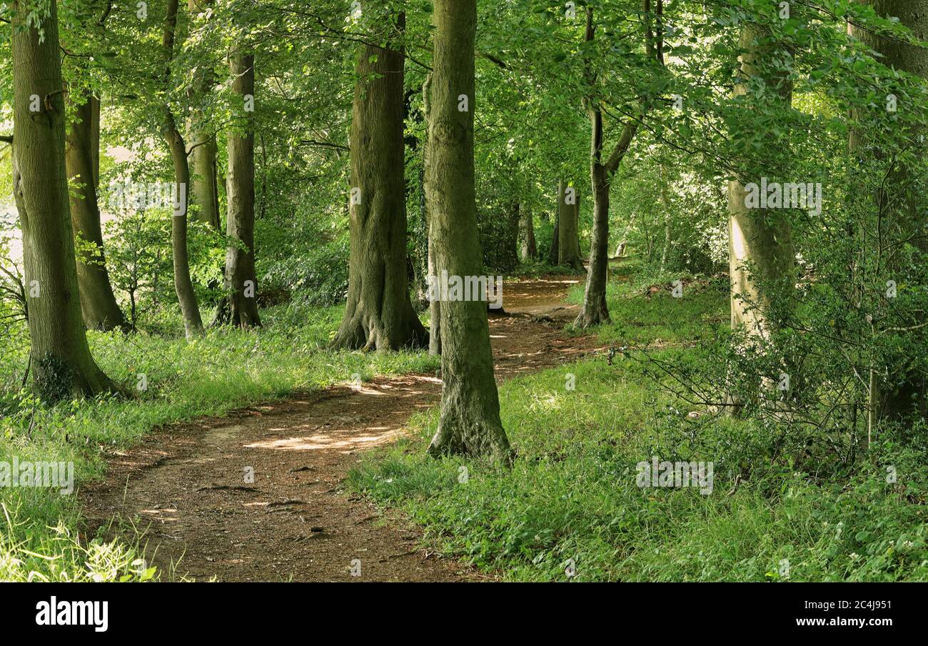 The Ridgeway path through woodland in the Chiltern Hills in South Oxfordshire, England Stock