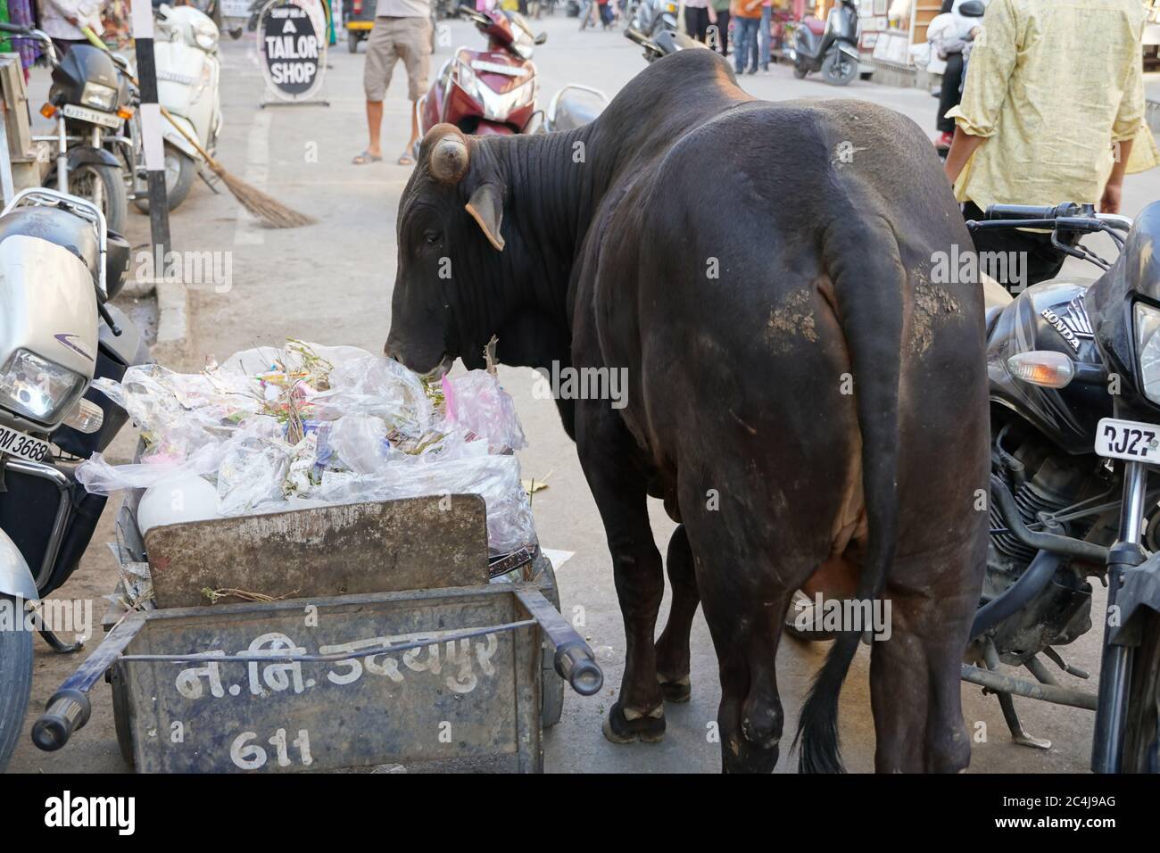 A dirty Indian bull is eating plastic and polythene bags from a pile of garbage in the city. Problem of environmental pollution, excess waste, trash a Stock Photo