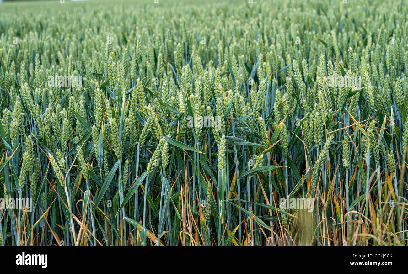 Grain growing in south east fields in summer sun shine close up showing ...