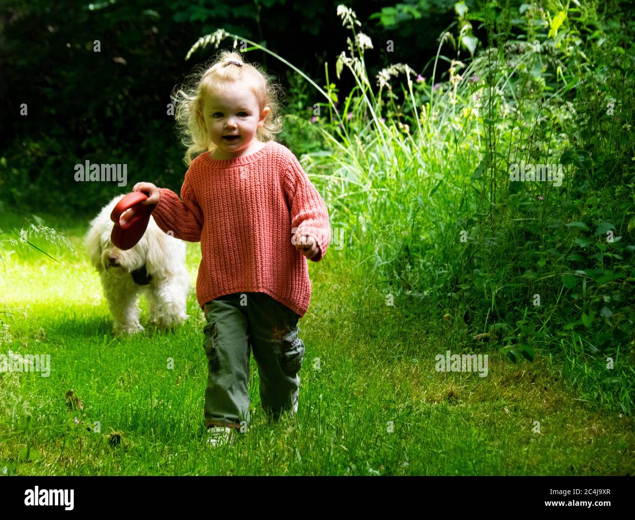 Toddler walking a dog, UK Stock Photo