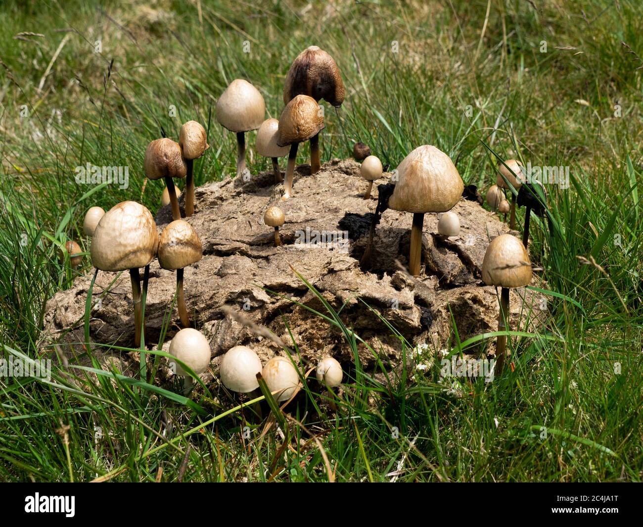 Egghead Mottlegill, Panaeolus, semiovatus growing on cow dung, Bodmin Moor, Cornwall, UK Stock Photo