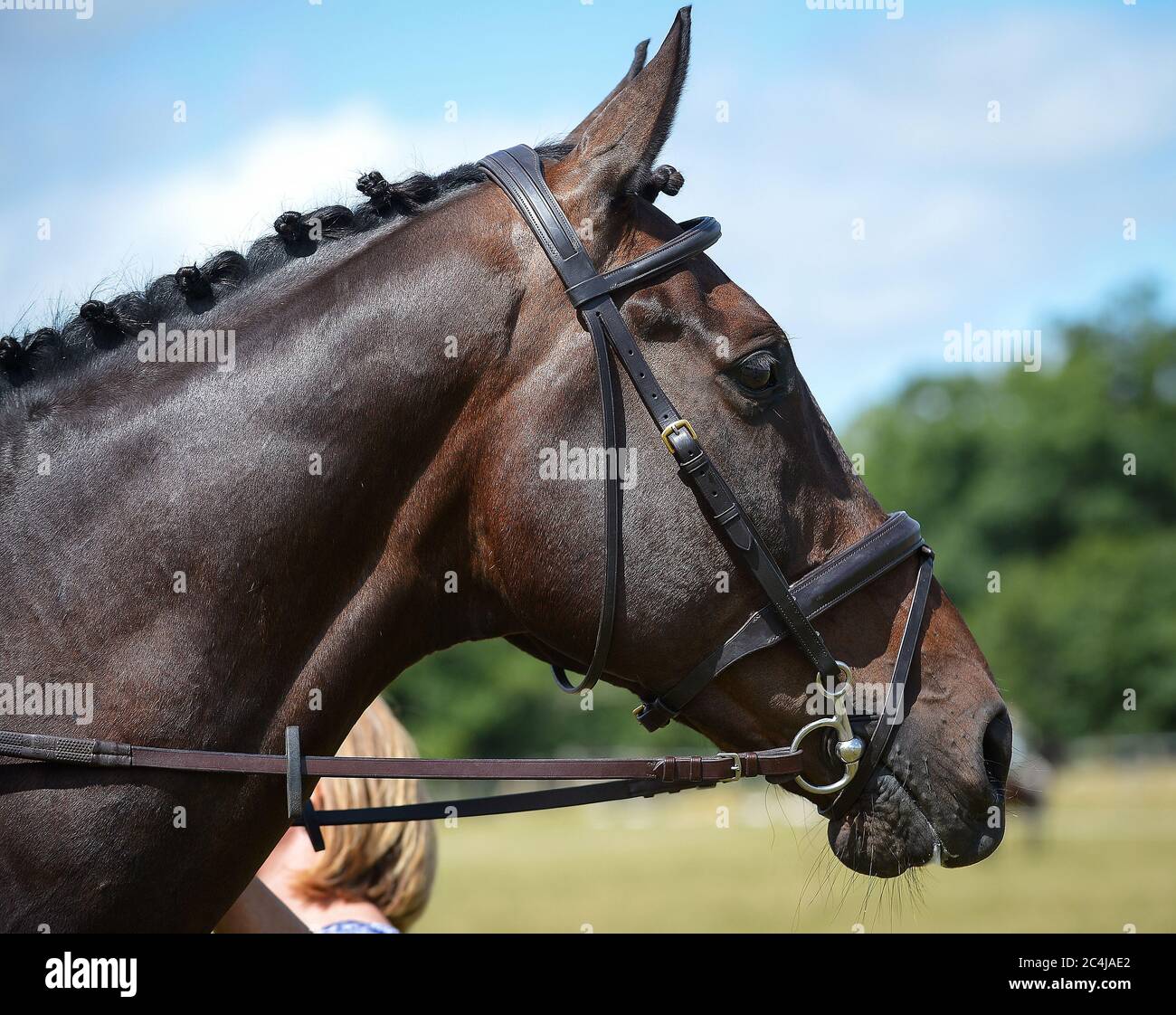 English Thoroughbred Horse Stock Photo