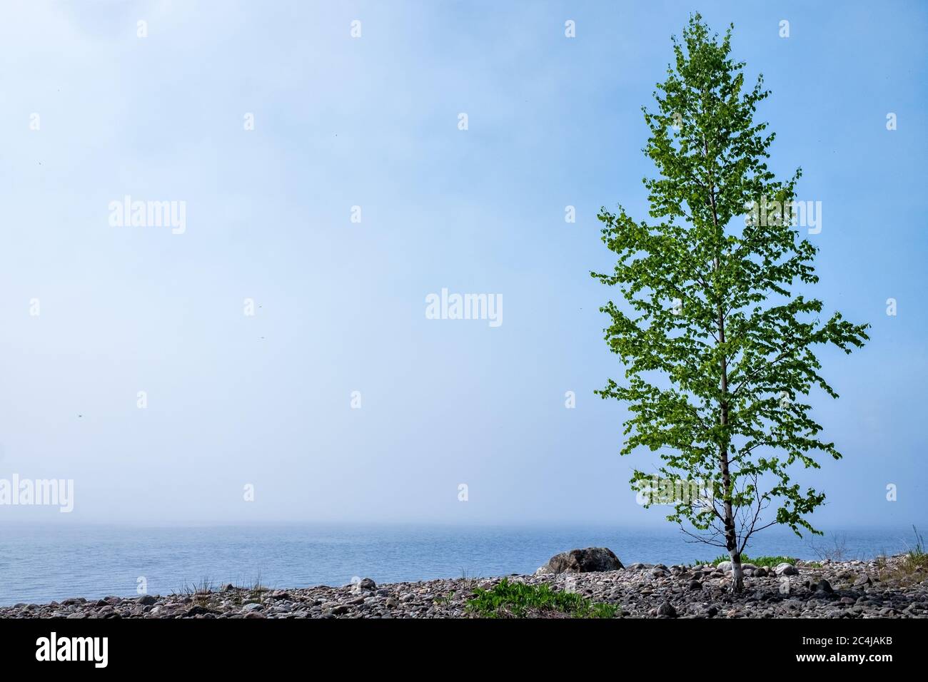 Birch and rocks on beach of Ladoga lake in Russia with mist Stock Photo